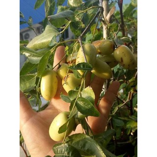 Cây Hồng Táo