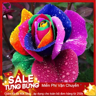 Hạt Giống Hoa Hồng Bảy Màu