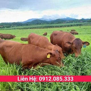 Cỏ ruzi giống cỏ chăn nuôi chịu giẫm đạp chịu hạn tốt, hàm lượng dinh dưỡng cao cho gia súc gia cầm gói 100g