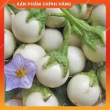 HẠT GIỐNG CÀ PHÁO TRẮNG CAO SẢN