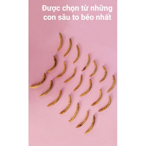 Sâu lớn sấy khô túi 20g cho hamster, sóc, chim, cá, nhím, bò sát,...