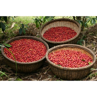 Ethiopia yirgacheff kochere wuri - cotero coffee, drip, coldbrew, espresso..