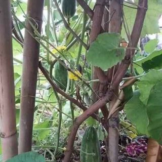 Hạt giống dưa bở thơm Thái Lan
