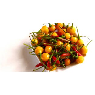 Gói 3 hạt giống Ớt Peru Aji Charapita Mắc Nhất Thế Giới (Capsicum chinense)