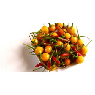 Gói 30 hạt giống Ớt Peru Aji Charapita Mắc Nhất Thế Giới (Capsicum chinense)