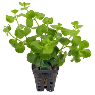 Cây thủy sinh Kim Tiền Thảo
