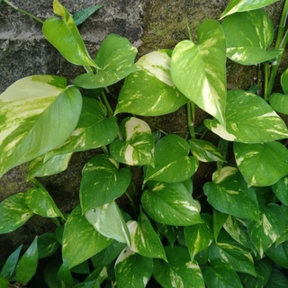 Cây trầu bà lá đột biến 1 cây 40_50cm