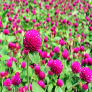 Hạt Giống Hoa Cúc Bách Nhật + Bộ Hỗ Trợ 3 Viên Nén Ươm Mầm Và 1 Gói Thuốc Trừ bệnh