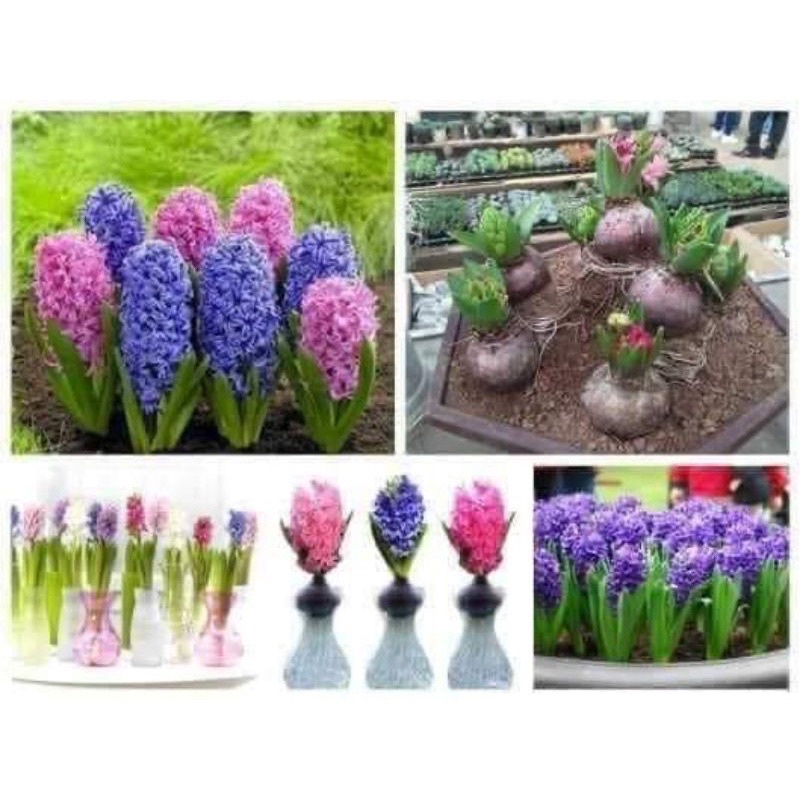 Củ hoa tiên ông HOA TẾT