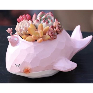 Hoa sen đá cây cẩm nhung kèm chậu cá voi hồng