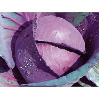 Hạt Giống Bắp Cải Tím Dễ Trồng