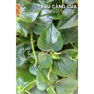 Hạt giống rau càng cua gói 0.5gr