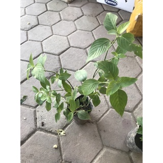 Cây giống Cẩm Đỏ