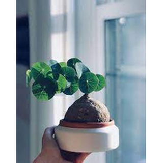 củ bình vôi* giá rẻ vô địch* zalo 0347455115