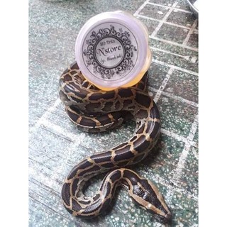 MỠ TRĂN TRỊ DẠN DA