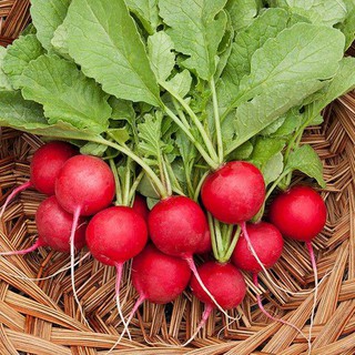 Hạt Giống Củ Cải Đỏ F1