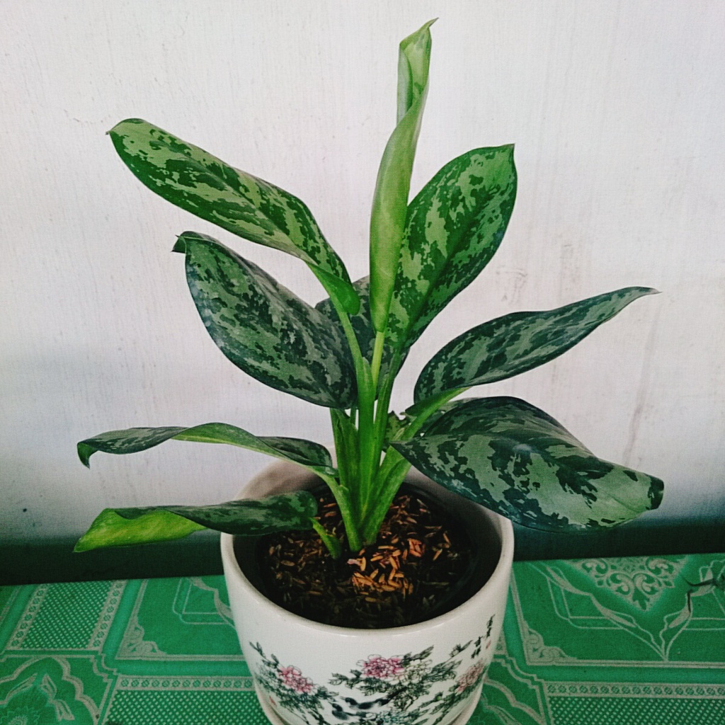 Combo Cây Thiên Hoàng + Cây Thanh Hậu