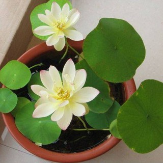 Hạt giống sen mini Nhật nhiều màu ( 1 gói 10 hạt )