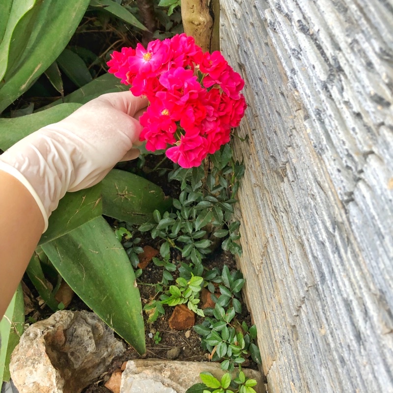 Siêu đất trộn chuyên trồng Sen đá, xương rồng, và cây cảnh khác .bao 1kg.gồm có pumise và perlite và nham thạch.phân