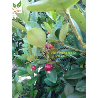 Cây Giống Cherry Nhiệt Đới