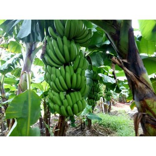 CÂY GIỐNG CHUỐI GIÀ LÙN NAM MỸ SIÊU QUẢ SIÊU KINH TẾ
