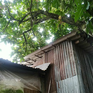 Cua c menmu