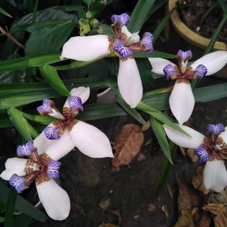 Cây diên vĩ hoa vàng, trắng