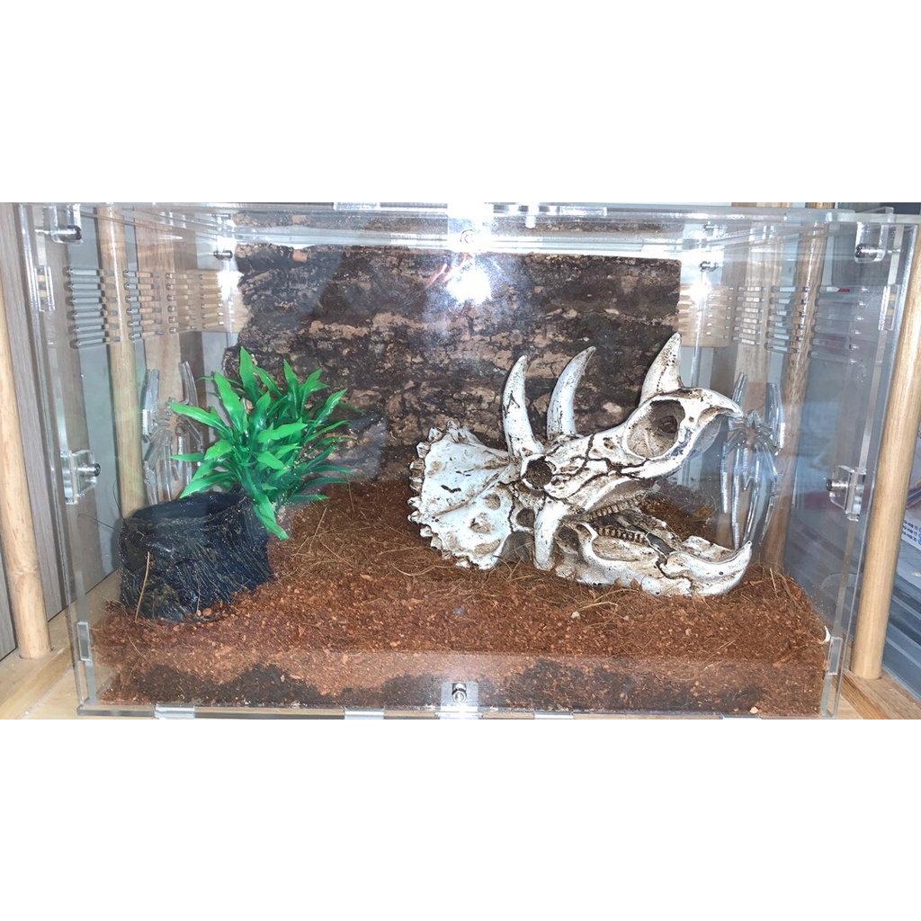 Sọ khủng long 3 sừng Triceratops trang trí bể cá, thuỷ sinh, bò sát, tarantula