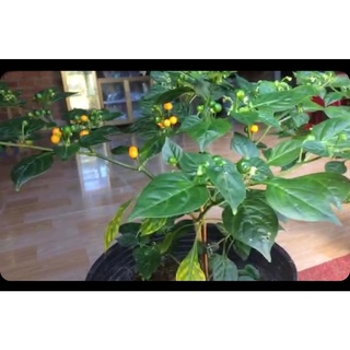 Cây giống ớt siêu cay Peru Aji Charapita