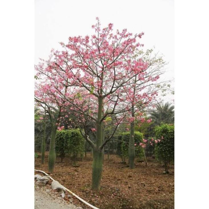 cây MỸ NHÂN - HOA CỰC ĐẸP, ĐỘC, LẠ - Cây giống gửi đi nguyên bầu