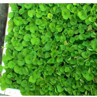 Hạt giống Rau má phú nông - PNSeeds