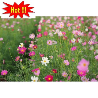 Hạt giống Sao nhái mix (100 hạt)
