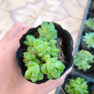 Sen Ngọc Lá Tròn |FREESHIP| XUẤT XỨ VIỆT NAM, ĐÃ THUẦN KHÍ HẬU, SIÊU KHOẺ ĐẸP, LỖI 1 ĐỔI 1