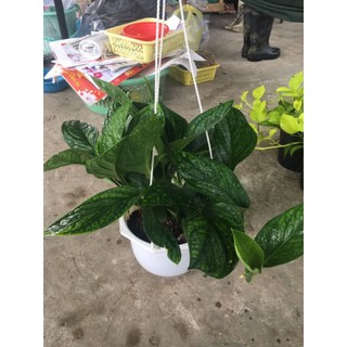 Cây 🌲 Trầu Bà Hạnh Phúc treo