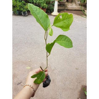 [ Xả - Cắt Lỗ ] Set 2 cây giống chanh leo - Đơn hàng thanh toán trước tặng thuốc kích thích atonik