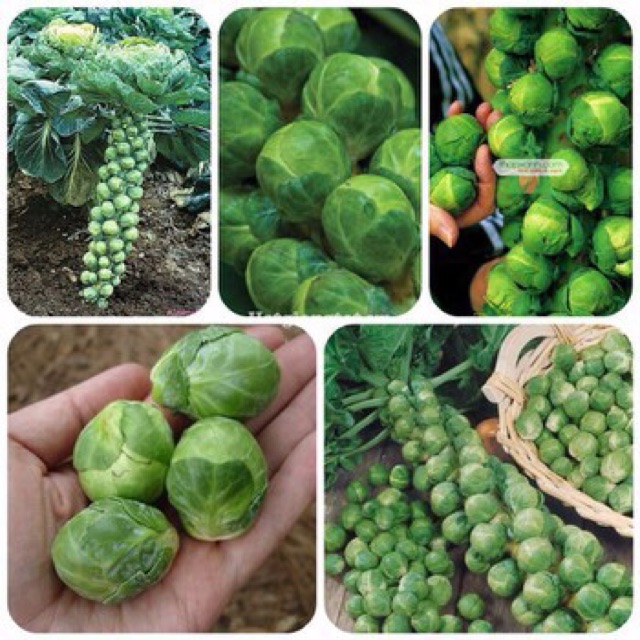 ☘ Hạt giống cải bắp mini F1 🌿