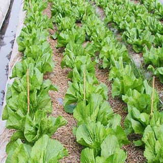hạt giống rau cải dưa bẹ ( cải muối dưa chua ) 20gram