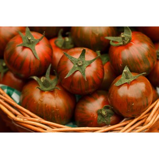 Hạt giống CÀ CHUA TIGER F1