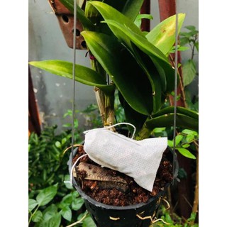 100 Túi lọc đựng phân tan chậm kích thước 5_7cm