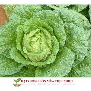 GÓI 50 HẠT GIỐNG CẢI THẢO