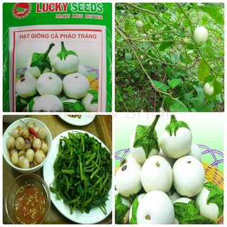 Hạt giống cà pháo trắng -2gr