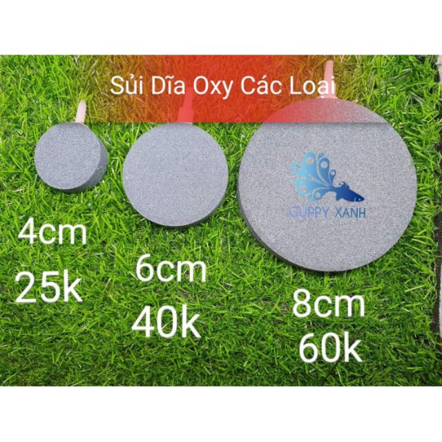 Sủi oxi dạng dĩa sủi