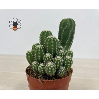 CÂY XƯƠNG RỒNG ECHINO