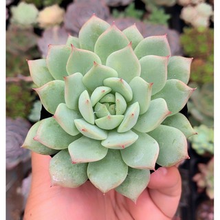 sen đá size nhỏ ngẫu nhiên