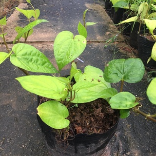 Cây trầu không, trầu quế rất thơm