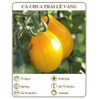 Hạt giống cà chua trái lê vàng - THE XANH