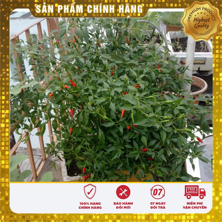 Bộ Gói Hạt Giống Cây Ớt Chỉ Thiên