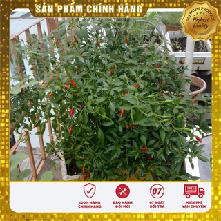 Bộ Gói Hạt Giống Cây Ớt Chỉ Thiên