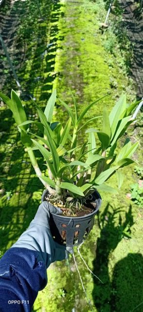 Hoa Lan dendro yaya mặt cười cây trưởng thành