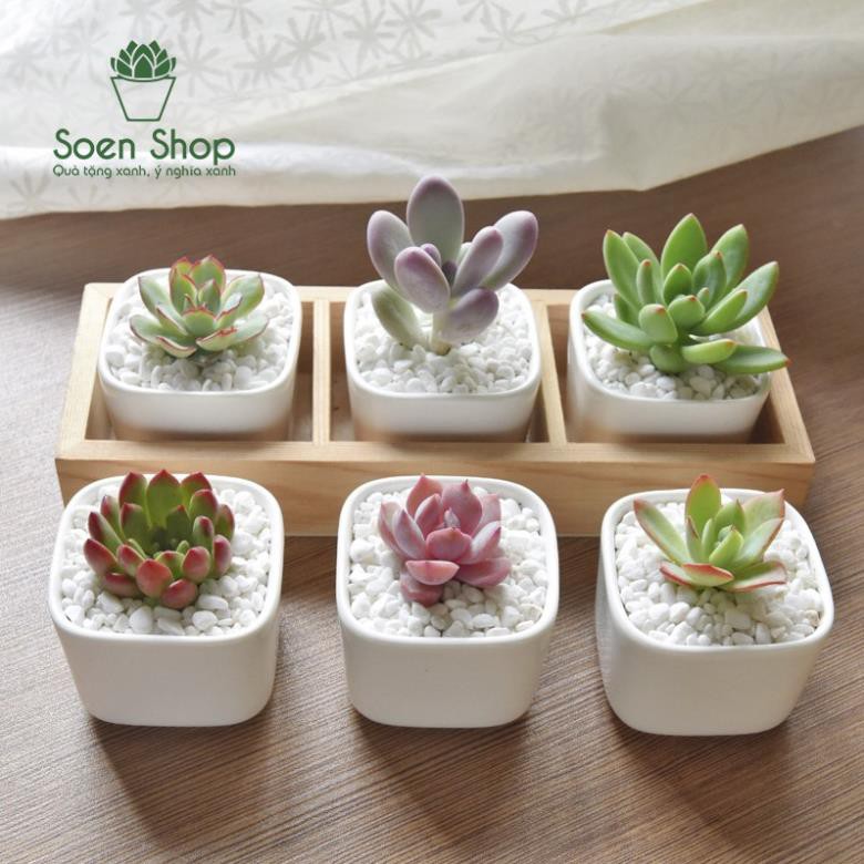 (HOT) Sen đá size mini (sen vỉ) 2 - 3 cm các loại - S30